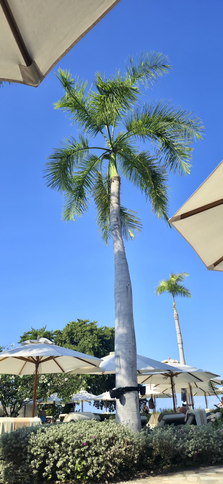 Palm tree and resort umbrellas